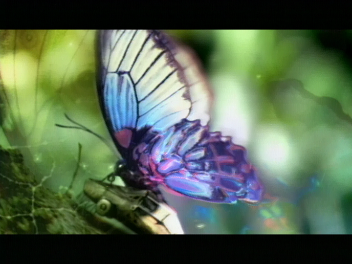 New History・バタフライ