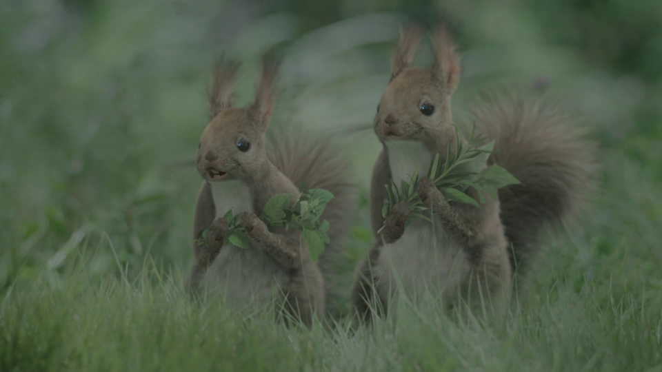 シャーウッド2011