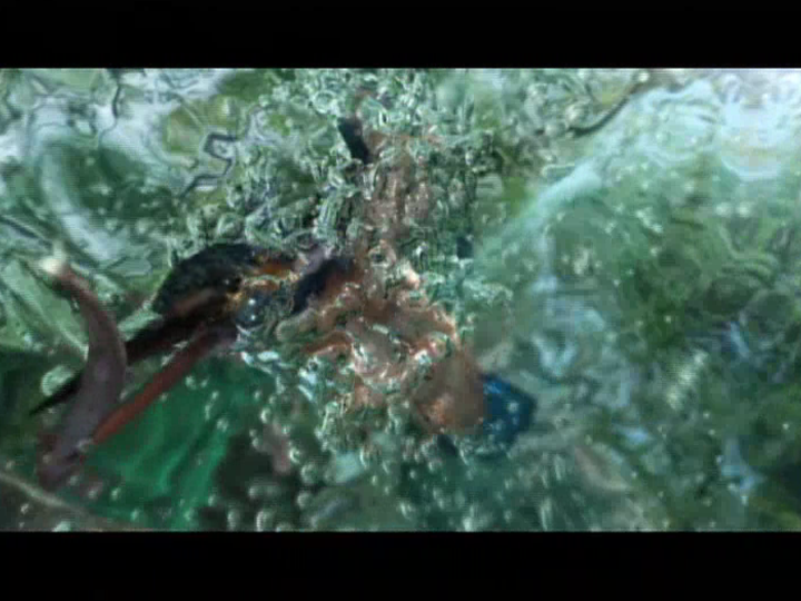 SHARP AQUOS カワセミ