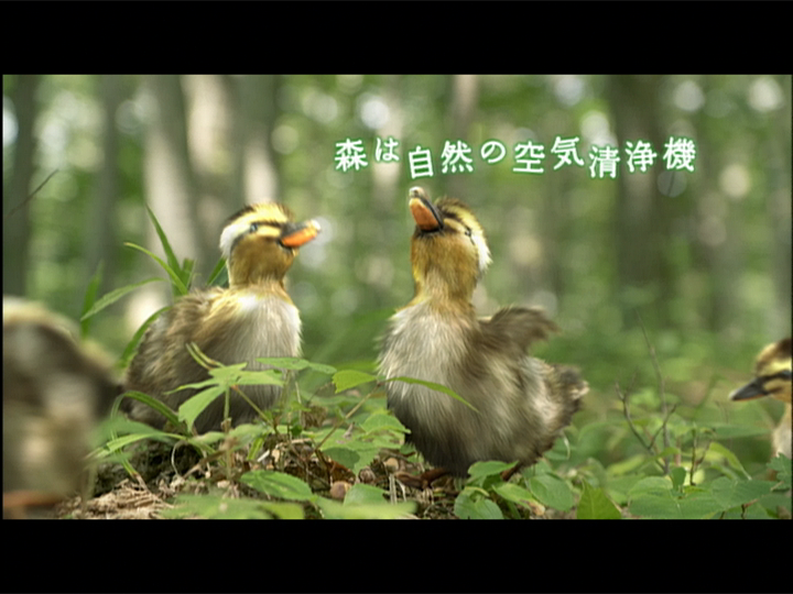 三井物産の森　カルガモ