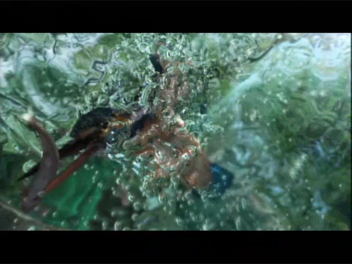 SHARP AQUOS カワセミ