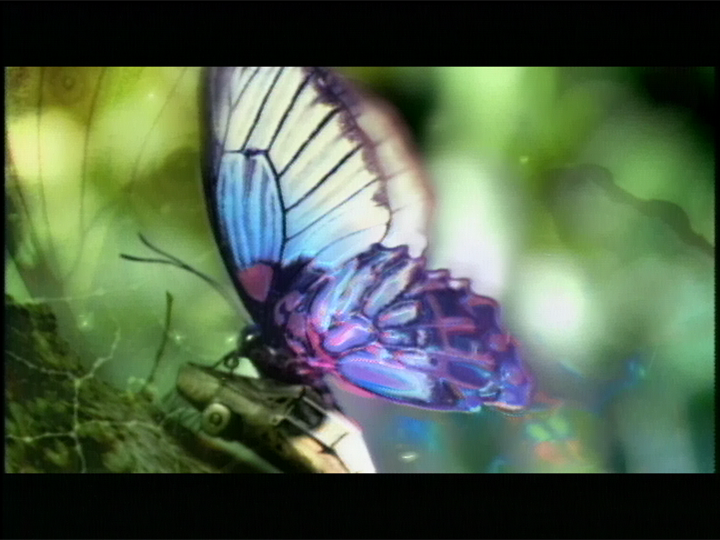 New History・バタフライ