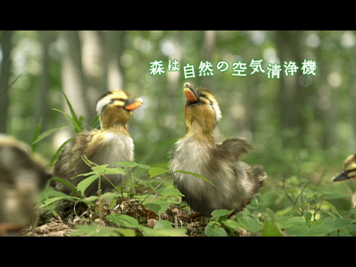 三井物産の森　カルガモ