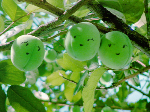 梅ワイン、新登場